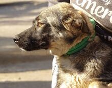 NODI, Hund, Mischlingshund in Rumänien - Bild 6