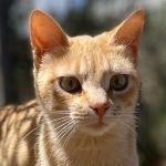 CIPRIA, Katze, Europäisch Kurzhaar in Italien - Bild 1