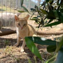 CIPRIA, Katze, Europäisch Kurzhaar in Italien - Bild 2