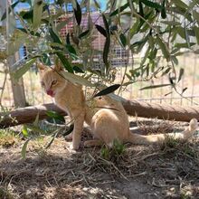 CIPRIA, Katze, Europäisch Kurzhaar in Italien - Bild 3