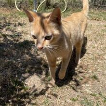CIPRIA, Katze, Europäisch Kurzhaar in Italien - Bild 5