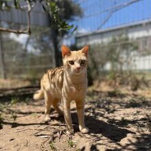 CIPRIA, Katze, Europäisch Kurzhaar in Italien - Bild 6