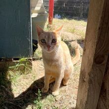 CIPRIA, Katze, Europäisch Kurzhaar in Italien - Bild 7