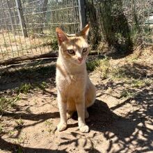 CIPRIA, Katze, Europäisch Kurzhaar in Italien - Bild 8