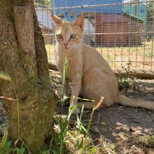 CIPRIA, Katze, Europäisch Kurzhaar in Italien - Bild 9
