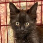 TI, Katze, Europäische Langhaarkatze in Italien - Bild 1