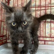 TI, Katze, Europäische Langhaarkatze in Italien - Bild 3