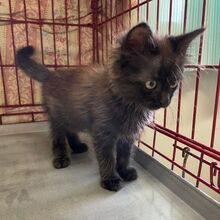 TI, Katze, Europäische Langhaarkatze in Italien - Bild 7