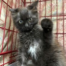 TI, Katze, Europäische Langhaarkatze in Italien - Bild 8
