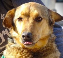 RENZO, Hund, Mischlingshund in Rumänien - Bild 1