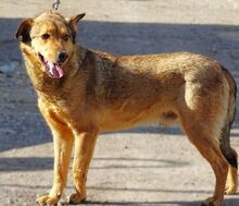 RENZO, Hund, Mischlingshund in Rumänien - Bild 2