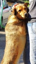 RENZO, Hund, Mischlingshund in Rumänien - Bild 3