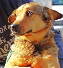 RENZO, Hund, Mischlingshund in Rumänien - Bild 4