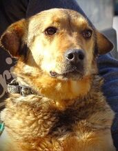 RENZO, Hund, Mischlingshund in Rumänien - Bild 6