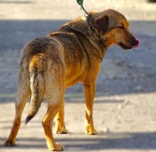 RENZO, Hund, Mischlingshund in Rumänien - Bild 7