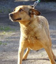 RENZO, Hund, Mischlingshund in Rumänien - Bild 8