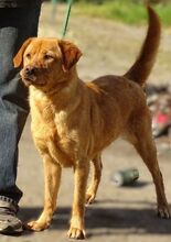 UNA, Hund, Mischlingshund in Rumänien - Bild 2