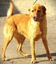 UNA, Hund, Mischlingshund in Rumänien - Bild 3