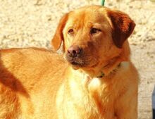UNA, Hund, Mischlingshund in Rumänien - Bild 4