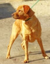 UNA, Hund, Mischlingshund in Rumänien - Bild 6