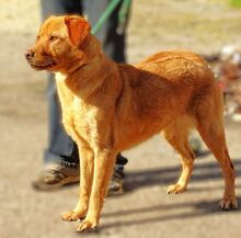 UNA, Hund, Mischlingshund in Rumänien - Bild 7