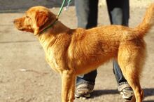 UNA, Hund, Mischlingshund in Rumänien - Bild 9