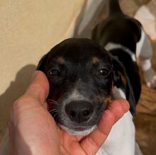 RUFUS, Hund, Mischlingshund in Italien - Bild 2