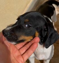 RUFUS, Hund, Mischlingshund in Italien - Bild 3