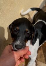 RUFUS, Hund, Mischlingshund in Italien - Bild 4