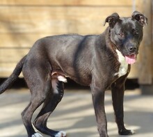 TOBY, Hund, Mischlingshund in Rumänien - Bild 7