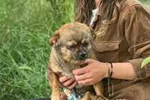 REX, Hund, Mischlingshund in Geilenkirchen