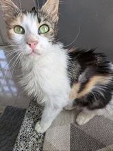 ARIANNA, Katze, Europäisch Kurzhaar in Zypern - Bild 1