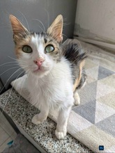 ARIANNA, Katze, Europäisch Kurzhaar in Zypern - Bild 2