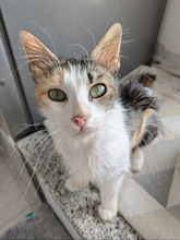 ARIANNA, Katze, Europäisch Kurzhaar in Zypern - Bild 3