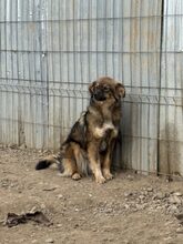 ERNA, Hund, Mischlingshund in Rumänien - Bild 1