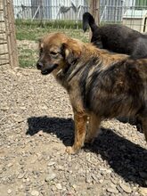 ERNA, Hund, Mischlingshund in Rumänien - Bild 3