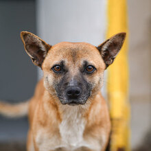 MONTI, Hund, Mischlingshund in Bulgarien