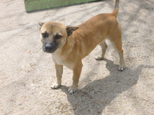 MONTI, Hund, Mischlingshund in Bulgarien - Bild 10