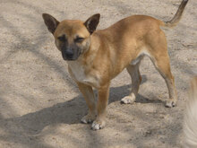 MONTI, Hund, Mischlingshund in Bulgarien - Bild 2