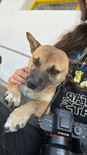 MONTI, Hund, Mischlingshund in Bulgarien - Bild 3