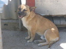 MONTI, Hund, Mischlingshund in Bulgarien - Bild 4