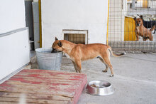 MONTI, Hund, Mischlingshund in Bulgarien - Bild 6