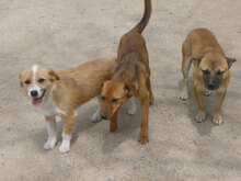 MONTI, Hund, Mischlingshund in Bulgarien - Bild 7