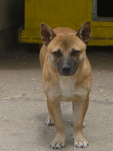 MONTI, Hund, Mischlingshund in Bulgarien - Bild 8