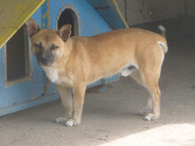 MONTI, Hund, Mischlingshund in Bulgarien - Bild 9