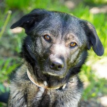 FELI, Hund, Mischlingshund in Brilon - Bild 1