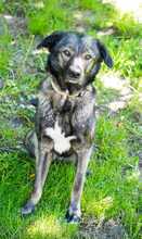 FELI, Hund, Mischlingshund in Brilon - Bild 2