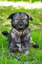 FELI, Hund, Mischlingshund in Brilon - Bild 4