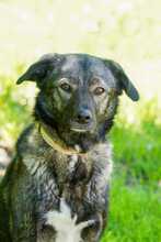 FELI, Hund, Mischlingshund in Brilon - Bild 6