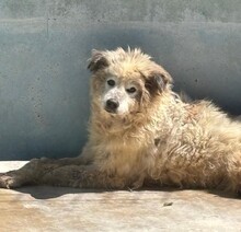 PERLA, Hund, Maremma Abruzzenhund in Hoogstede - Bild 1